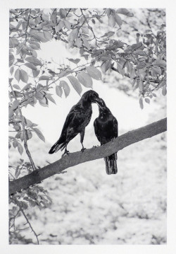 Marten Lange, Ohne Titel (Aus der Serie: Yoyogi Crows, Blatt 1), 2020, Fotografie Marten Lange, Ohne Titel (Aus der Serie: Yoyogi Crows, Blatt 1), 2020, Fotografie